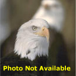 Image of Eagles, Image of Lee Ann Carpenter not available